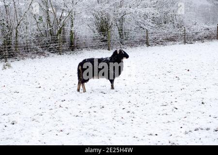 Schwarze Welsh Mountain Schafe Mutterschafe stehen in weißen Winterschnee Landschaft in ländlicher Landschaft in Carmarthenshire Dezember 2020 Wales Großbritannien KATHY DEWITT Stockfoto