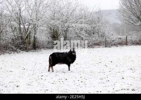 Schwarze Welsh Mountain Schafe Mutterschafe stehen in weißen Winterschnee Landschaft in ländlicher Landschaft in Carmarthenshire Dezember 2020 Wales Großbritannien KATHY DEWITT Stockfoto