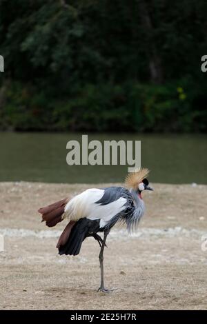 Kronenkranich (BALEARICA PAVONINA) im Tierpark Thoiry, Frankreich Stockfoto