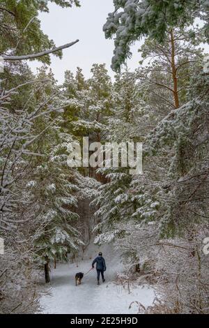Eine Frau mit Hund geht mit spazieren Ihr Hund durch den winterlichen Nadelwald Stockfoto