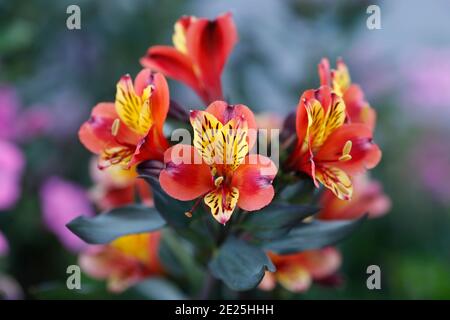 Bunte Blumen im Dorf Saint Gervais les Bains in den französischen Alpen. Frankreich. Stockfoto