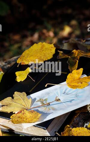 Bibel und heiliges Bild auf trockenen herbstlichen Blättern. Glaube und Spiritualität. Frankreich. Stockfoto