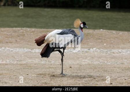 Kronenkranich (BALEARICA PAVONINA) im Tierpark Thoiry, Frankreich Stockfoto