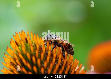 Makro einer nassen Biene auf einer Echinacea-Blütenblüte Stockfoto