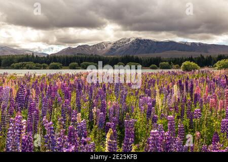 Lupinen blühen in der Nähe von Lake Pukaki, Aoraki/Mt Cook, Neuseeland Stockfoto