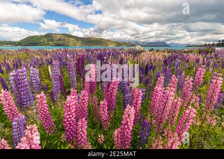 Lupinen blühen in der Nähe von Lake Pukaki, Aoraki/Mt Cook, Neuseeland Stockfoto