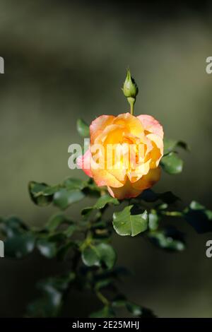 Gelbe Rose im natürlichen Garten. Frankreich. Stockfoto