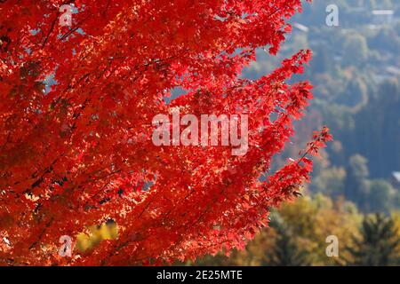 Ahornbaum mit roten Herbstblättern. Frankreich. Stockfoto