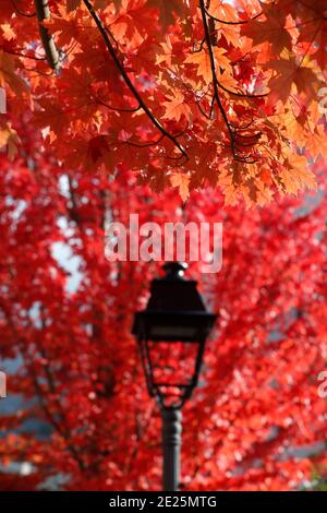 Ahornbaum mit roten Herbstblättern. Frankreich. Stockfoto