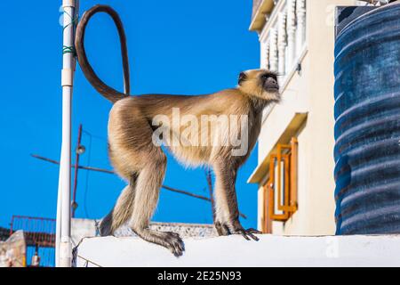 Wilde Tiere in der Stadt in Indien: Ein grauer Langur (Semnopithecus dussumieri) besucht ein Dach eines Wohnhauses in Udaipur. Stockfoto