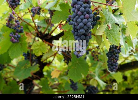Selektive Fokusaufnahme von violetten Trauben, die an der Rebe hängen Stockfoto