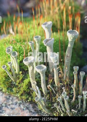 Cladonia fimbriata, allgemein bekannt als Trompetenflechte Stockfoto