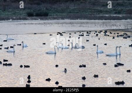 Erste Ampel bei North Cave Wetlands Stockfoto