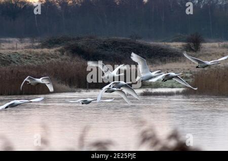 North Cave Wetlands, Whooper Swans verlassen ihr Zimmer bei der ersten Ampel Stockfoto