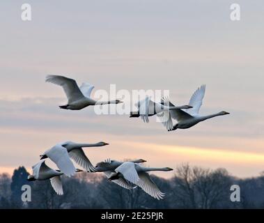 North Cave Wetlands, Whooper Swans verlassen ihr Zimmer bei der ersten Ampel Stockfoto