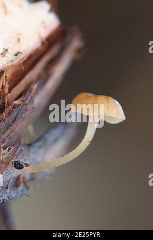 Mycena clavata, auch Phloeomana clavata genannt, bekannt als Rinde, Wildpilze aus Finnland Stockfoto