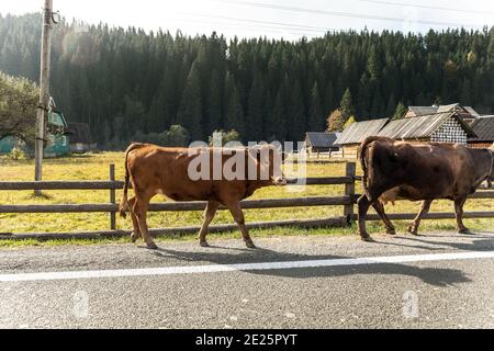 Zwei große schöne braune Kuh, die am Berg entlang läuft Straße in alpinen landschaftlich schönen Dorf gegen Holzscheune und Wald am frühen Morgen Stockfoto