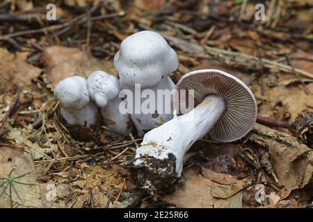 Cortinarius alboviolaceus, wie Pearly Webcap oder silbrig-violett Cort, Pilze aus Finnland bekannt Stockfoto