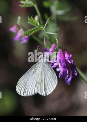 Wood White, Leptidea sinapis, Fütterung von getufteten Vetch, Vicia cracca Stockfoto