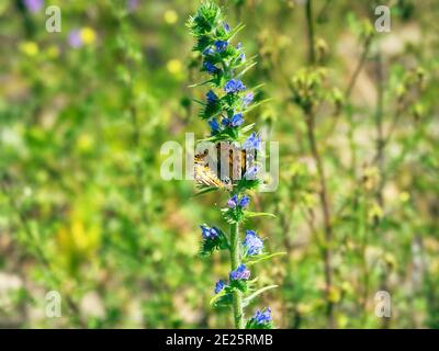 Viper-Bugloss (Echium vulgare)-Blütenstand. Blutergüsse, die von vielen Volksnamen bekannt sind: Blaue Farbe blackamoor Gras, Kornblumenfeld, Romantik, Liebesmädchen, Stockfoto