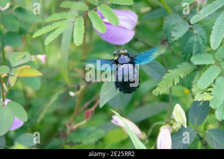 Wilde Biene, Carpenter Biene (Xylocopa sp.) bei Blüte sammelt Nektar und bestäubt Blumen. Sri Lanka Stockfoto