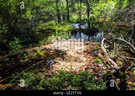 Gefallene Blätter, die sich am Rand eines Beckens ansammelten, verursacht durch eine Ablagerung von Tuffstein, einer Art Travertin, die aus dem Kadishi-Fluss, Blydepo, ausfiel Stockfoto