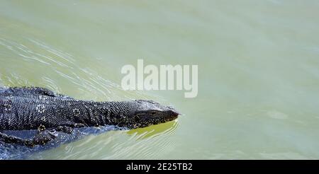 Monitor oder Wasser Eidechse schwimmend im See. Große Echsen in Sri Lanka Stockfoto