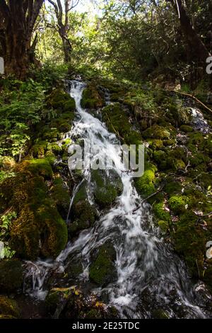 Ein kleiner Wasserfall, kaskadiert von einer dicken Ablagerung von Tuffstein, bedeckt mit Moos und Farnen, im Kadishi Fluss, am Rande des Blydepoort Canyon in Stockfoto