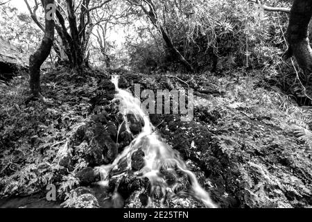 Schwarz-Weiß-Foto eines kleinen Wasserfalls, Kaskadierung einer dicken Ablagerung von Tuffstein, bedeckt mit Moos und Farnen, im Kadishi Fluss, am Rande von Stockfoto