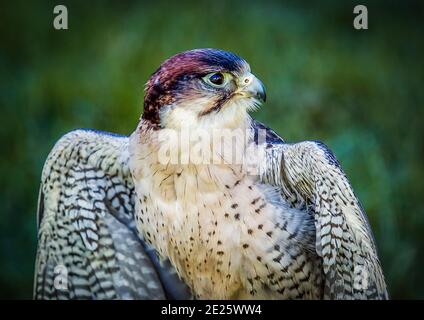 Der Peregrine Falcon (Falco peregrinus), auch bekannt als Peregrine, und historisch als Duck Hawk in Nordamerika, ist ein weit verbreiteter Greifvogel Stockfoto