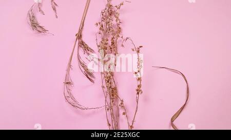 Trockenes Gras für Blumenarrangement, auf rosa Hintergrund, DIY-Konzept, Draufsicht, Kopierraum, Banner. Stockfoto