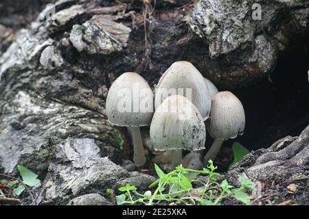 Gewöhnlicher Tintendeckel, Coprinopsis atramentaria, auch bekannt als gewöhnlicher Tintendeckel oder Tippler's bane, wilder Pilz aus Finnland Stockfoto