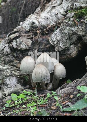 Gewöhnlicher Tintendeckel, Coprinopsis atramentaria, auch bekannt als gewöhnlicher Tintendeckel oder Tippler's bane, wilder Pilz aus Finnland Stockfoto