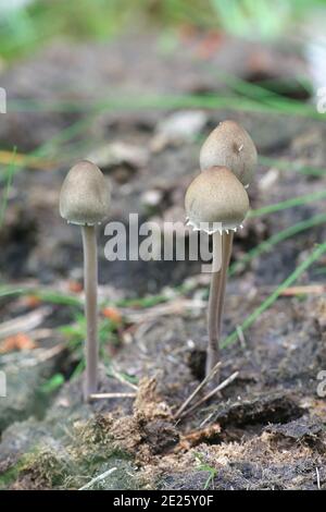 Panaeolus papilionaceus, Petticoat Mottlegill, ein Mistpilz aus Finnland Stockfoto