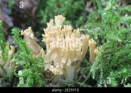 Ramaria eosanguinea (Ramaria flava), bekannt als hellgelbe Clavaria, ein wilder Korallenpilz aus Finnland Stockfoto