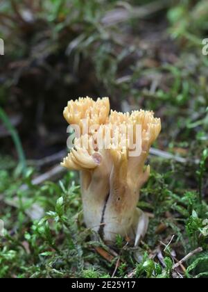 Ramaria eosanguinea (Ramaria flava), bekannt als hellgelbe Clavaria, ein wilder Korallenpilz aus Finnland Stockfoto