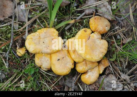 Cantharellus cibarius, bekannt als Pfifferlinge oder goldene Pfifferlinge, wilder essbarer Pilz aus Finnland Stockfoto