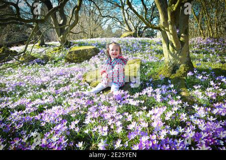 Lila Krokusse in den Botanischen Gärten in Leicester Stockfoto