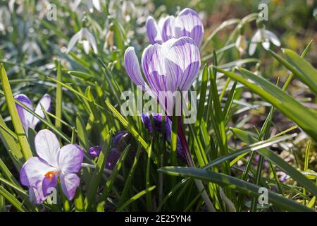 Weiß und lila gestreifte Krokusblüten, Crocus Vernus, Pickwick, blühend im Frühling, sonnenbeleuchtet auf grünem Blattgrund Stockfoto