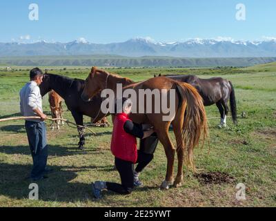 Eine Stute melken. Pferde für die Produktion von Milch, Kumys und Fleisch. Ein typischer Bauernhof in der Suusamyr Ebene, einem Hochtal in den Tien Shan Bergen. Asien Stockfoto