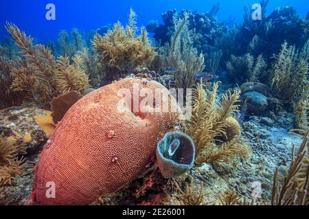 Karibisches Korallenriff vor der Küste der Insel Roatan Stockfoto