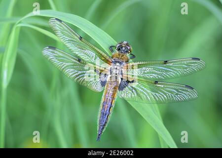 Libellula quadrimaculata, in Europa als Vierfleckiger und in Nordamerika als Vierfleckiger bekannt Stockfoto