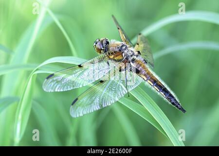 Libellula quadrimaculata, in Europa als Vierfleckiger und in Nordamerika als Vierfleckiger bekannt Stockfoto