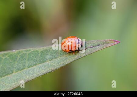 Coccinellidae ist eine weit verbreitete Familie kleiner Käfer, die allgemein als Marienkäfer bekannt ist. Stockfoto