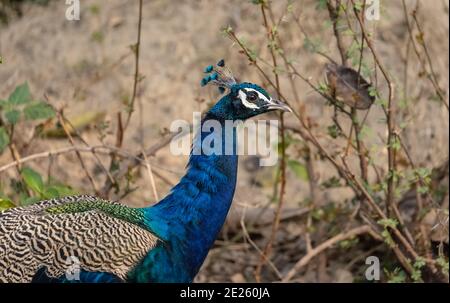 Indische Pfauen (Pavo cristatus) im natürlichen Lebensraum Wald. Porträt oder Nahaufnahme des Pfaus. Stockfoto