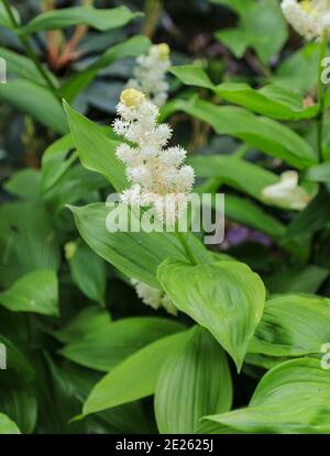 Die weißen Blüten von False Solomon's Seal (Maianthemum racemosum), Bodnant Gardens, Tal-y-Cafn, Conwy, Wales, UK Stockfoto