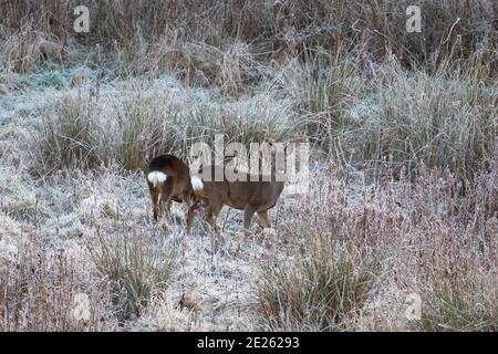 Almondell, West Lothian, Schottland, Großbritannien. Wetter, 12. Januar 2021. Wild Roe Deer grasen an einem frostigen Tag im Almondell Country Park, Livingston West Lothian, Schottland, Großbritannien. . Quelle: Ian Rutherford/Alamy Live News. Stockfoto