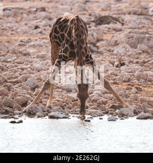 Nahaufnahme einer Giraffe, die sich beugte, um Wasser zu trinken Von einem See Stockfoto