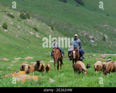 Schäferhund auf dem Pferd. Schafe fahren zu ihrer Hochsommerweide. Nationalpark Besch Tasch in der Talas Alatoo Bergkette, Tien Shan oder H Stockfoto