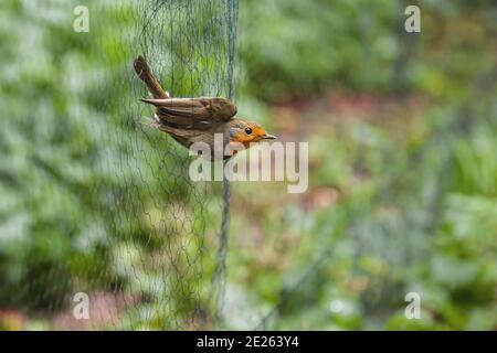 Europäischer Robin (Erithacus rubecula) gefangen im Nebelnetz beim wissenschaftlichen Vogelklingeln, Deutschland Stockfoto